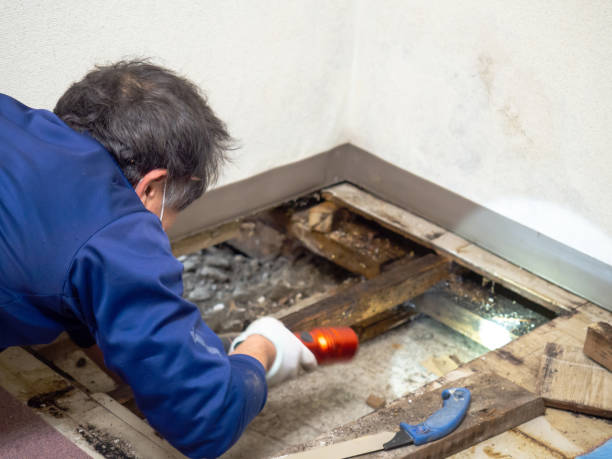 Certified Mold Removal in Helena Valley Northwest, MT