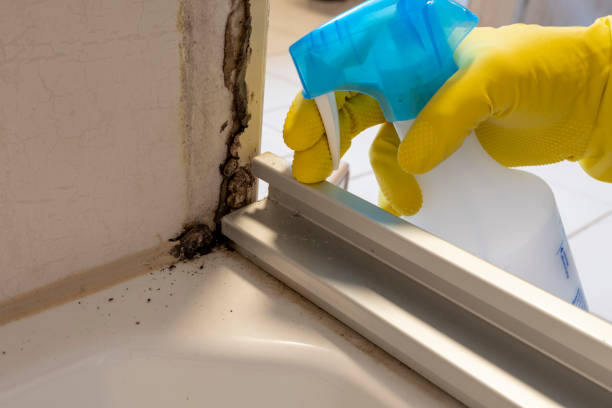 Best Black Mold Removal  in Helena Valley Northwest, MT