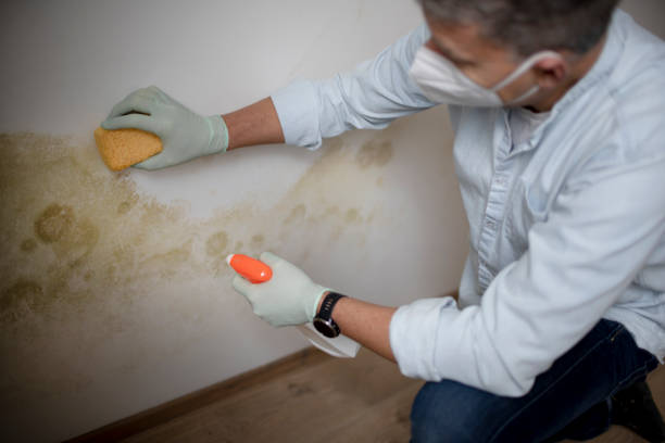 Best Commercial Mold Removal  in Helena Valley Northwest, MT